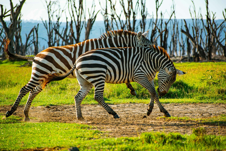 Viagem de 1 dia ao Lago Nakuru saindo de NairóbiViagem de um dia ao Lago Nakuru saindo de Nairobi