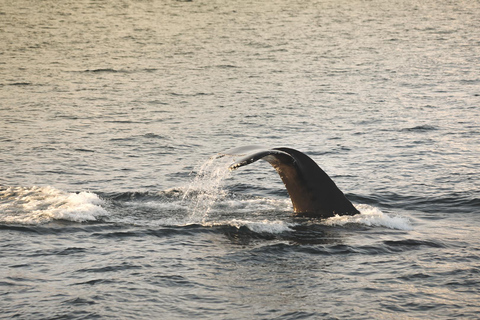 Whale Watching from Akureyri - Small Group Tour (Hjalteyri)