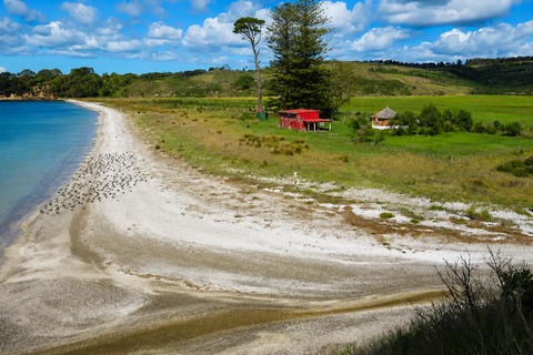 Auckland: Birding & Heritage Tour with Gannets Godwits Auckland: Native Forest, Bird Colony & Coastal Tour