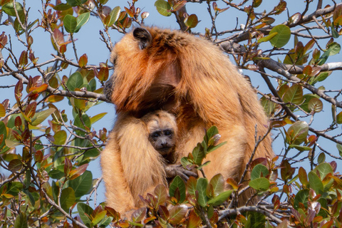 São Paulo: 3-Day Eco Safari Experience in the Pantanal