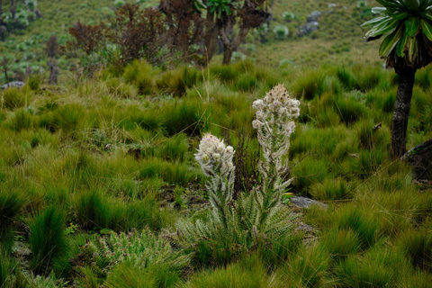 Aberdare National Park: Mount Satima Overnight Hike