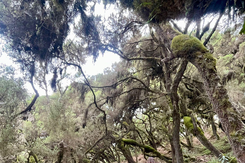 From Addis Ababa: 4-Day Bale Mountains Trekking Tour