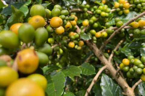 Buon Ma Thuot: Coffee Farm Tour (Bean to Brew) with Pickup - Image 2