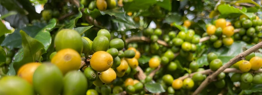 Buon Ma Thuot : visite d'une plantation de café (du grain à la tasse) avec prise en charge