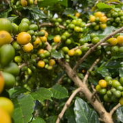 Buon Ma Thuot: Coffee Farm Tour (Bean to Brew) with Pickup