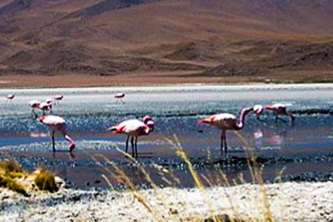 Oferta Precio Excursión Laguna Salinas y Reserva Nacional 8H