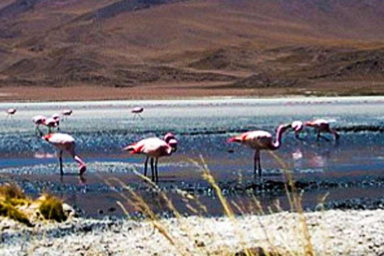 Prix de l&#039;offre Excursion à la lagune de Salinas et à la réserve nationale 8H