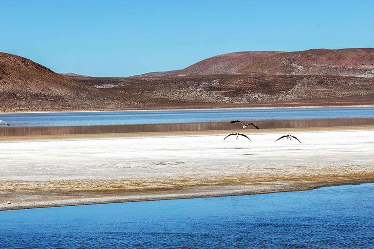 Depuis Arequipa : Excursion d&#039;une journée à la lagune de Salinas