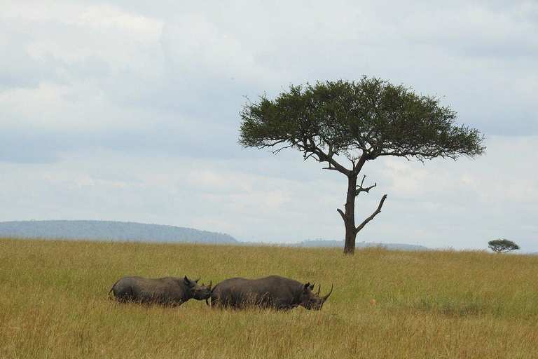 Safari de 8 dias e escapadela a Zanzibar