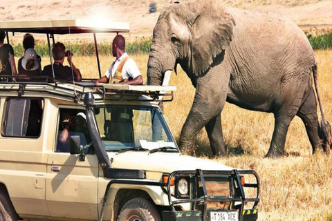 Nairobi: Safari de 3 dias em Samburu, Shaba e Buffalo Springs