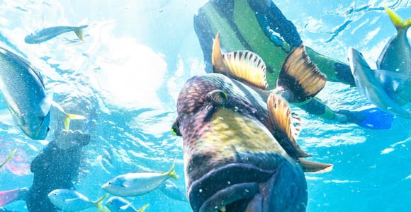 Phuket: Coral Island Speedboat Tour (Early or "Lazy" Day)