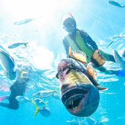 Phuket: Coral Island Speedboat Tour (Early or "Lazy" Day) Phuket: Coral Island Speedboat Tour (Early or "Lazy" Day)