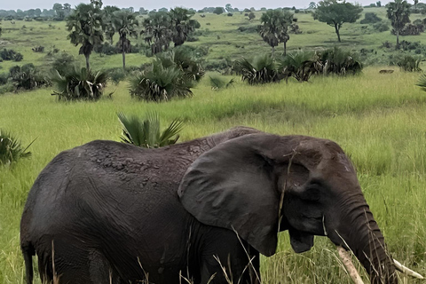 乌干达：7日坎帕拉&amp;金贾之旅·默奇森瀑布探险乌干达：7天坎帕拉与金贾之旅，莫西森瀑布野生动物园