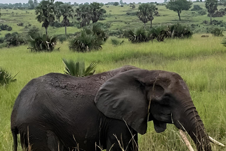 Uganda: Excursão de 7 dias a Kampala e Jinja, safári nas Cataratas MurchisonUganda: Excursão de 7 dias a Kampala e Jinja, Safári nas Cataratas Murchison
