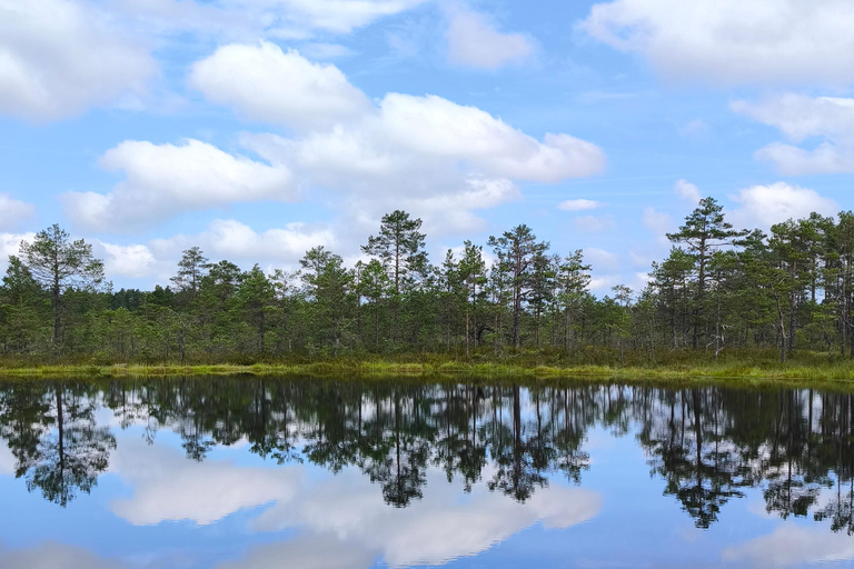 Solo Traveler's Day Trip to Wild Estonia from Tallinn