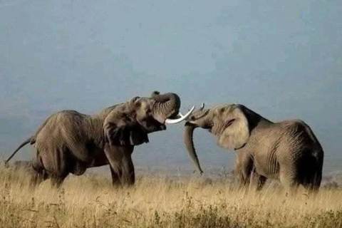 3-Day Amboseli National Park Safari Tour