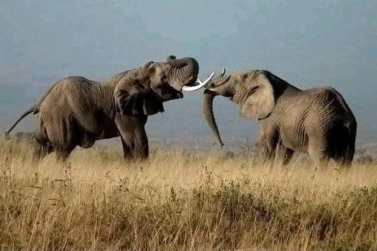 3-Day Amboseli National Park Safari Tour