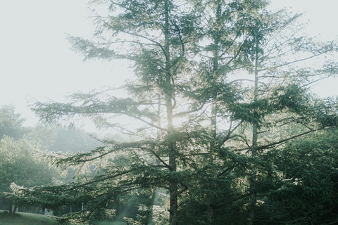 Tokyo: Nagano, Snow Monkeys and Zenko-ji Temple Private Tour