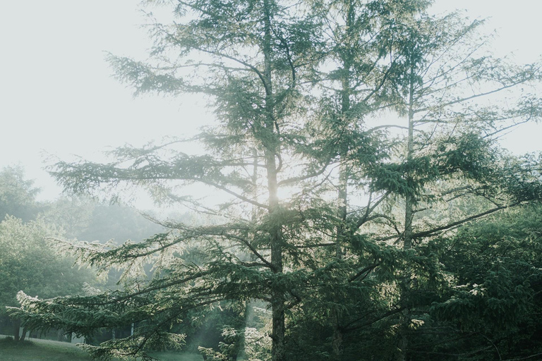 Tokyo: Nagano, Snow Monkeys and Zenko-ji Temple Private Tour