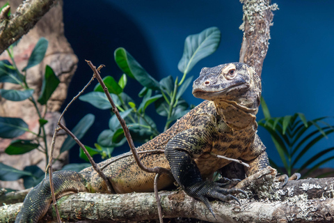 Estocolmo: Ticket de entrada al Acuario Skansen