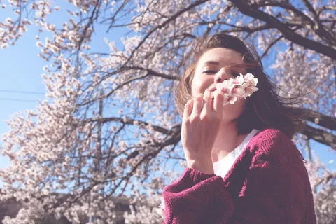 Asakusa: Cherry blossom viewing and Asakusa history tour