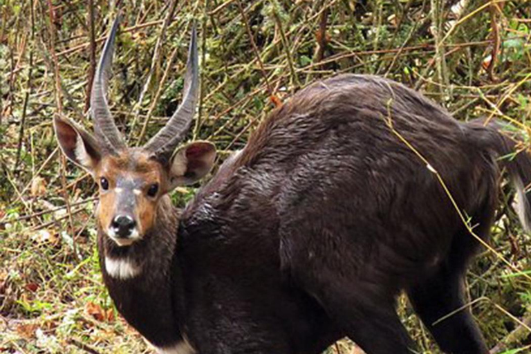 From Addis Ababa:-3Days Bale mountains tour-with flight