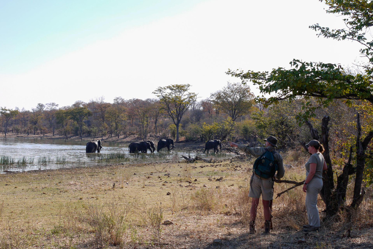 From Victoria Falls: Hwange Overnight Camping Safari