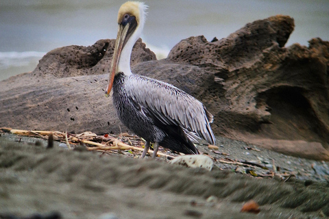 Corcovado-Sirena station day tour from Puerto Jimenez by boat. Corcovado National Park Sirena Station day tour from Puerto Jimenez