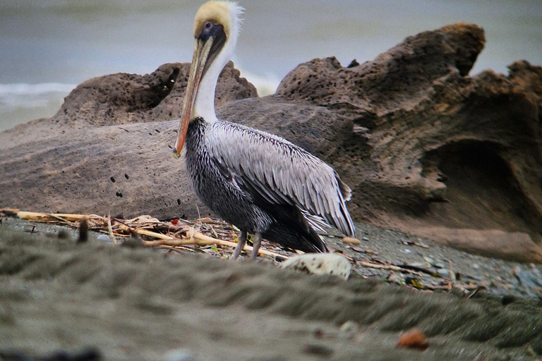 Corcovado-Sirena station day tour from Puerto Jimenez by boat. Corcovado National Park Sirena Station day tour from Puerto Jimenez
