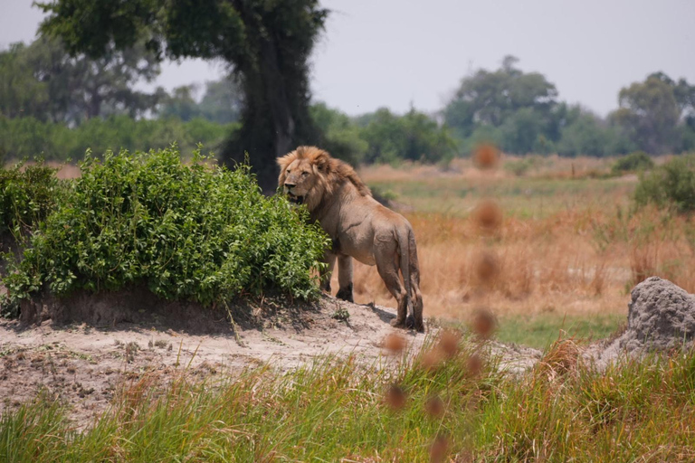 Victoria Falls: Zambezi National Park Safari Transfer