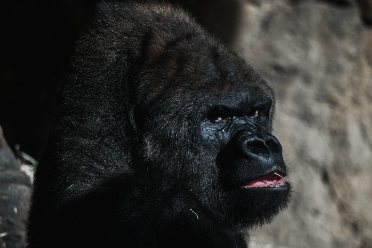 4 jours : Safari au Rwanda pour les gorilles