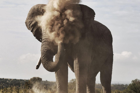 Depuis Nairobi : Excursion d&#039;une journée dans la réserve naturelle d&#039;Ol Pejeta