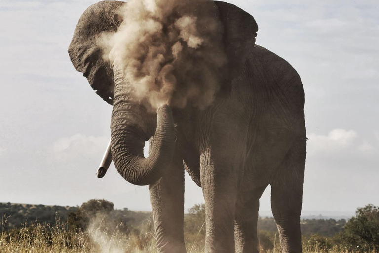 From Nairobi: Ol Pejeta Conservancy Day Trip