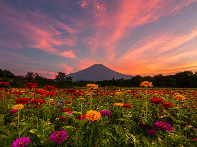 From Tokyo: Private Mt. Fuji Yamanaka Lake & Flower Tour