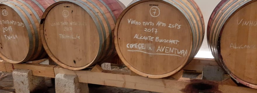 Dégustation de vins incroyables en Alentejo !