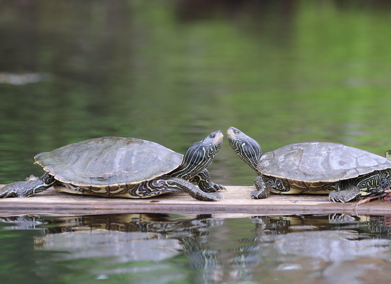 Ottawa: Kajaktur i økologisk reservat med skildpaddeobservationer