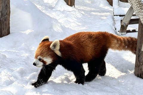 Sapporo: Asahiyama Zoo, Blue Pond & Chiyoda Farm Day Tour Private Sightseeing Tours