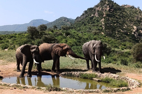 5days Tour Tsavo East & west,Amboseli from Mombasa / Nairobi