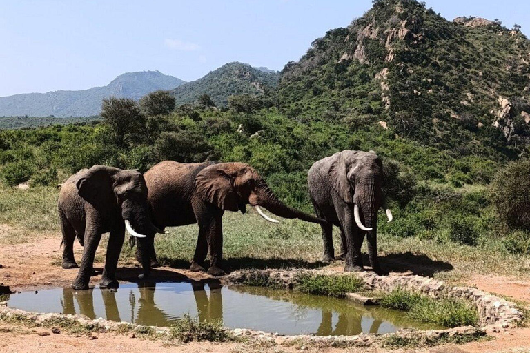 5days Tour Tsavo East & west,Amboseli from Mombasa / Nairobi