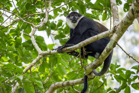 4天基巴莱森林黑猩猩追踪私人游4-Day Kibale Forest Chimpanzee Tracking Private Safari