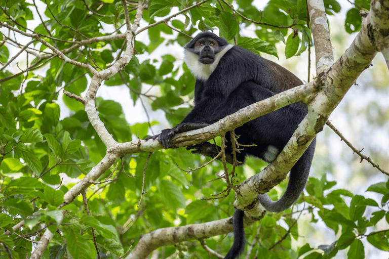 4天基巴莱森林黑猩猩追踪私人游4-Day Kibale Forest Chimpanzee Tracking Private Safari