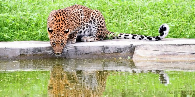 Visit Jaipur Private Jhalana Leopard Safari Tour in Jaipur