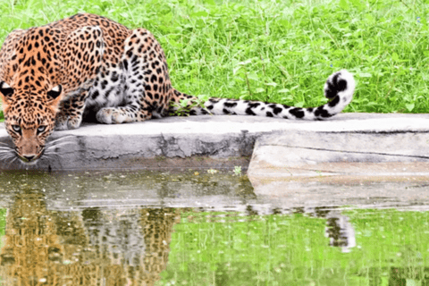 Jaipur: Private Jhalana Leopard Safari Tour