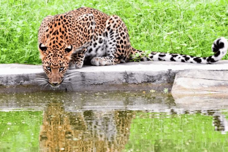 Jaipur: Private Jhalana Leopard Safari Tour