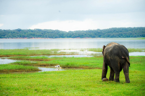 Polonnaruwa Ancient City & Minneriya Safari Full-Day Tour