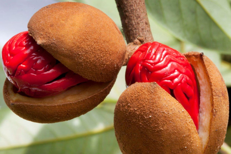 Clear Kayak Tour, Horseback Riding, Spice Tour, Lunch Break