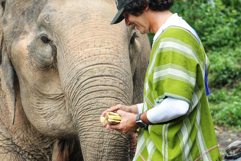 Esperienza esclusiva di mezza giornata con gli animali giganti della famiglia