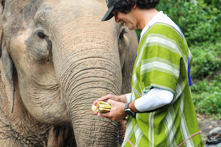 Experiência exclusiva de meio dia com animais gigantes da família