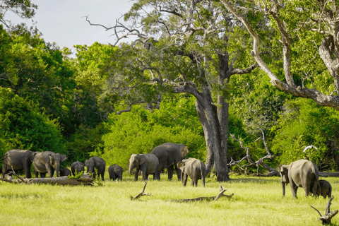 Minneriya : Safari à dos d&#039;éléphant dans le parc national avec prise en charge à l&#039;hôtel