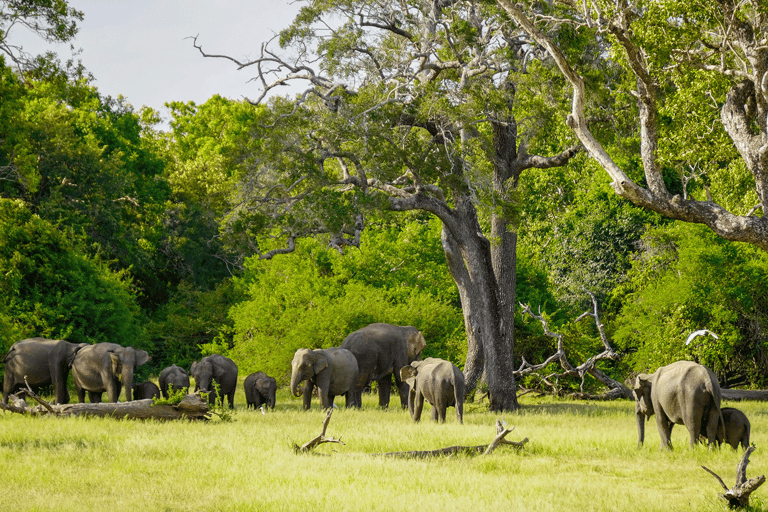 Minneriya: National Park Elephant Safari with Hotel Pickup